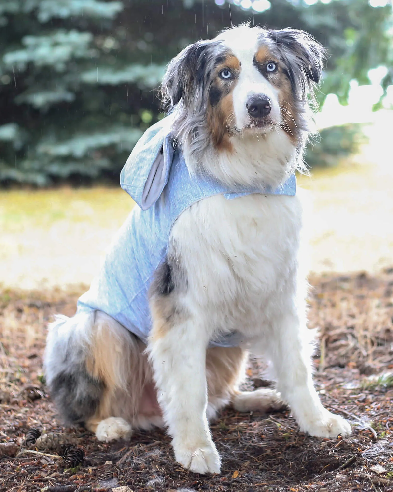 Dog Raincoat