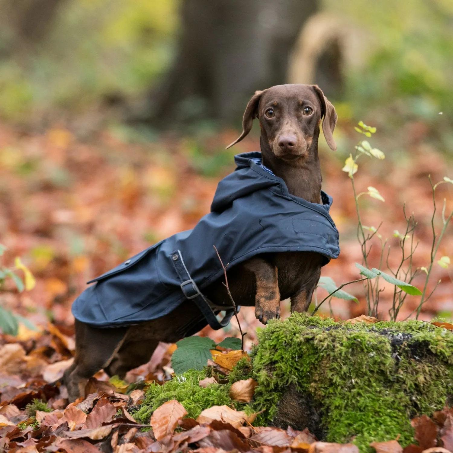 Hugo & Hudson Rain Coat for Dogs