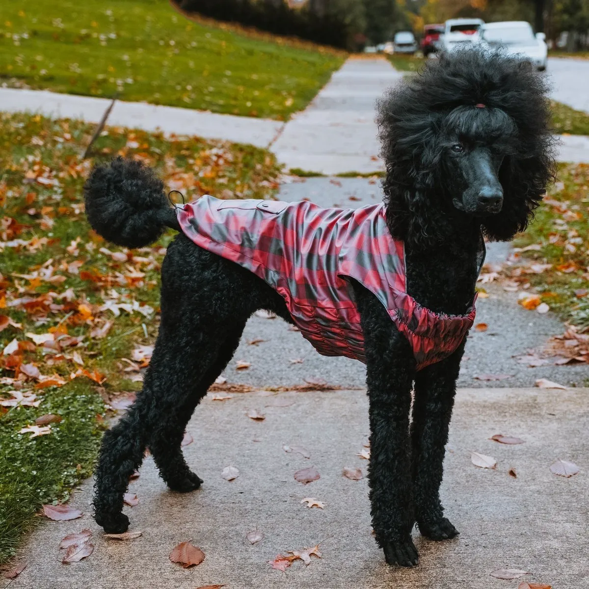 London Dog Raincoat Red/Black Plaid